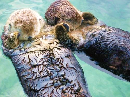 Do you remember? For the year and a half we lived with an ocean between us, we send this image back and forth to each other. Sea otters hold hands when they sleep so they never drift apart.