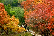 Autumn Leaves, Deep In The Heart Of Texas
